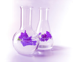 Butterfly pea herb in tube for experiments biology in the laboratory .