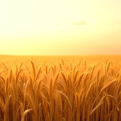 Fototapeta premium 노란 갈대가 펼쳐진 정원a garden with yellow reeds