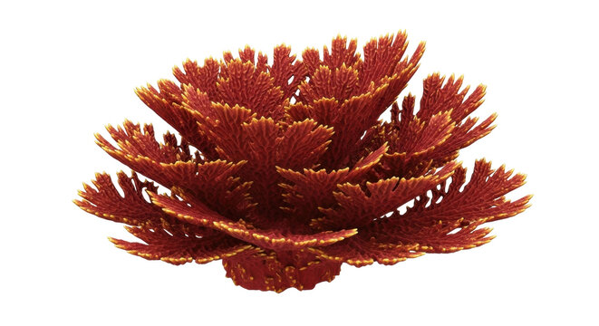Isolated Acropora coral for an aquarium, bright colors and detailed patterns underwater