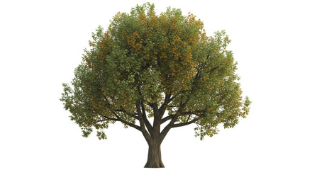 Isolated tree with yellow and green leaves on leafless branches in autumn against sky