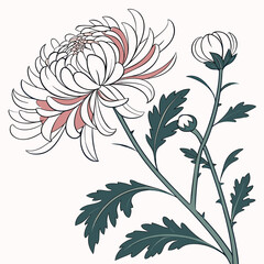 Vector art of elegant white chrysanthemum with a touch of pink, , showcasing intricate petal details and a delicate bud, perfect for botanical illustrations and designs