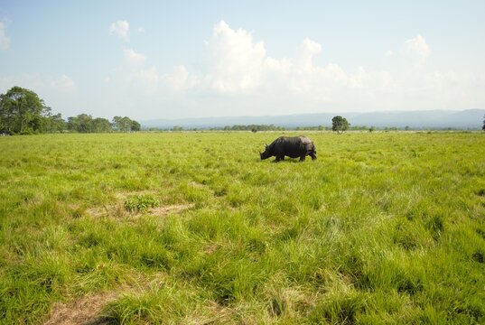 Rhinoceros in Chitwan national park, Nepal