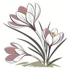 Vector art of three crocus flowers in bloom, the flowers are white and purple, with yellow centers the leaves are green and the background is white vector illustration