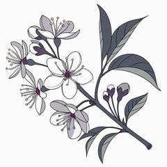 Fototapeta premium Vector art of a delicate cherry blossom branch, adorned with pristine white flowers and nascent buds, captures the ephemeral beauty of spring