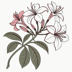 Vector art of a rhododendron branch, showcasing a mix of white and pink flowers alongside unopened buds, embodies the vibrant essence of spring
