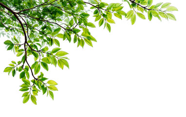 Obraz premium Green Leafy Branch: A vibrant green leafy branch gracefully extends across the frame, providing a refreshing touch of nature, and an inviting sense of space.