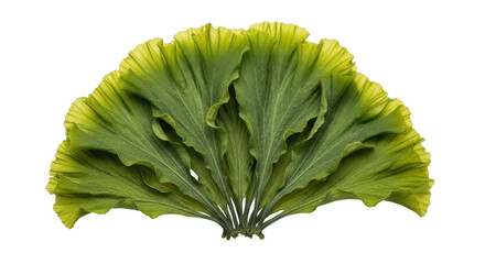 Isolated display of green leaf seaweed plant or kelp in fan shape against plain backdrop © Johanna