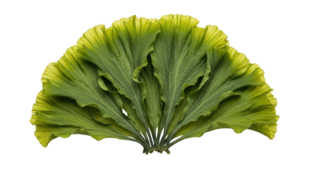 Isolated display of green leaf seaweed plant or kelp in fan shape against plain backdrop