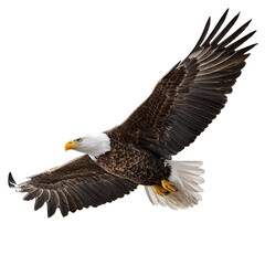 Fototapeta premium Majestic eagle soaring against a clear sky, symbolizing freedom and strength in nature.