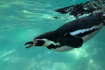 Humboldt penguin, swimming underwater. Marine wildlife from the Pacific coast of South America.