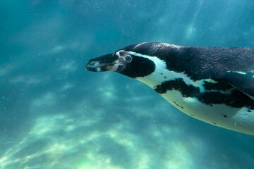 Humboldt penguin underwater, head and face shot.