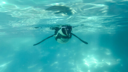 Penguin swimming beneath the ocean surface. Humboldt penguin underwater.