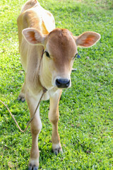 A White color Cow calf closeup photo