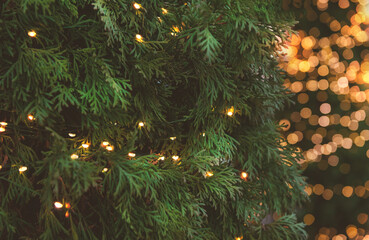Glowing holiday lights decorate lush green cedar foliage. Perfect for Christmas or celebration themes