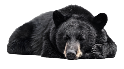 Cute Black Bear sleeping in hibernation, isolated background