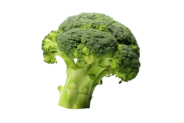 Fresh green broccoli floret
