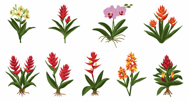 Collection of eight distinct tropical potted and rooted flower illustrations on white