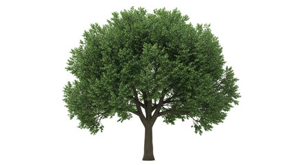 Isolated natural looking linden tree, green crown, in full leaf in summer, foliage on branches