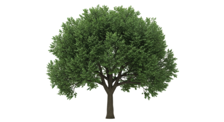 Isolated natural looking linden tree, green crown, in full leaf in summer, foliage on branches