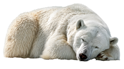 Peaceful polar bear sleeping soundly curled up sweet dreams on transparent background