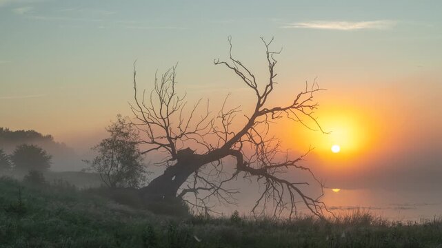 Morning time lapse of a dry willow tree and sunrise over misty river bank. Misty summer morning with a dry tree on river bank, sun rises on the horizon illuminating the landscape