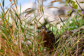 bird in the grass
