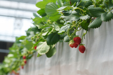 Close-up shot of ripe red strawberries hanging on lush green plants in a greenhouse. The berries...
