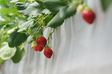 Close-up shot of ripe red strawberries hanging on lush green plants in a greenhouse. The berries...