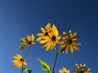 bright yellow Jerusalem artichoke flowers against a blue sky