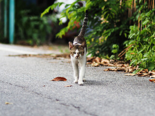 a cat walkig o side road and play on floor 