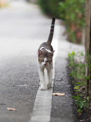 a cat walkig o side road and play on floor 