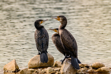 black crowned night heron