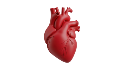 Isolated anatomical human heart model for cardiology surgery or medical school study