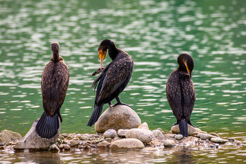 pelicans on a rock