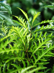 polyscia green in garden and background 