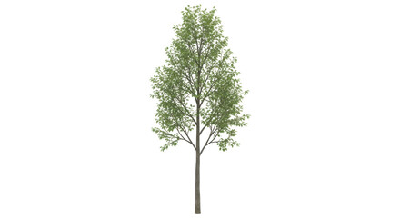 Isolated tree with green leaves on a single trunk, spring or summer plant with no background © Johanna