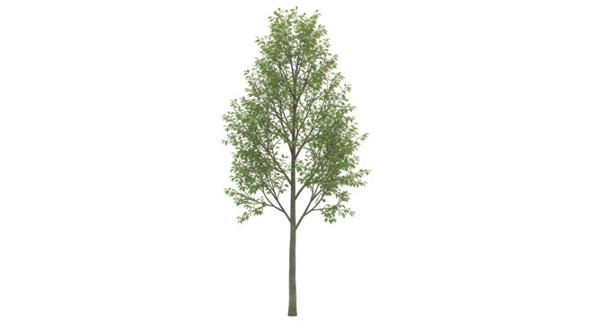 Isolated tree with green leaves on a single trunk, spring or summer plant with no background