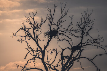 silhouette of a tree