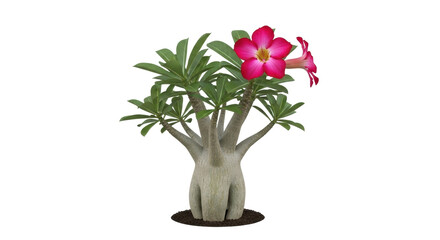 Isolated Adenium obesum houseplant or desert rose with leaves and beautiful pink flowers growing