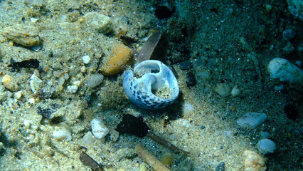 Turbinate monodont (Phorcus turbinatus) broken shell undersea, Aegean Sea, Greece, Halkidiki,...