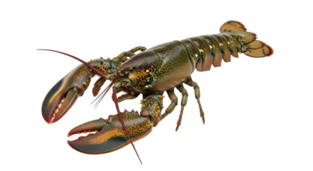 Isolated Lobster with Claws and Antennae Facing Camera on Background with No Distractions