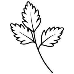 coriander leaves vector line art icon