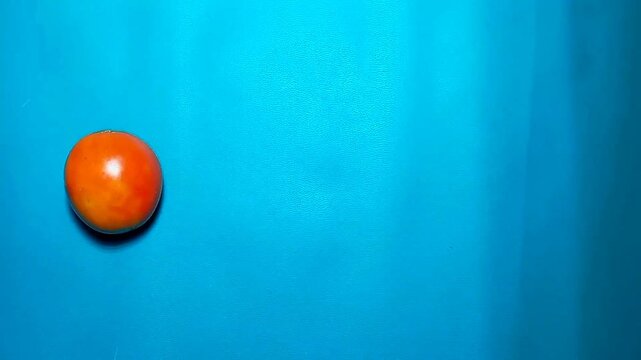 Tomatoes picked from the cyan carpet