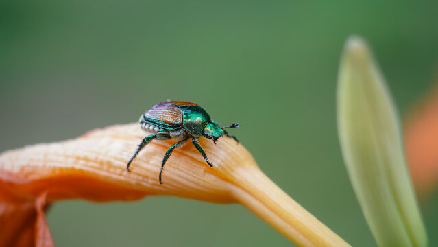 Japanese Beetle Sits on Daylily in Garden Macro Closeup Maine New England North American Wildlife