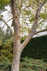Betula Ermanii Ermans birch