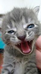 A close-up shot displays a grey tabby kitten's open mouth, revealing sharp teeth. The kitten's blue eyes gaze, suggesting playful aggression