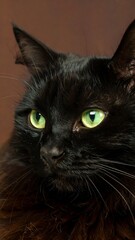 A close-up shot displays a sleek black feline. Its vibrant green eyes shine against a soft brown backdrop, capturing attention. The cat gazes intently