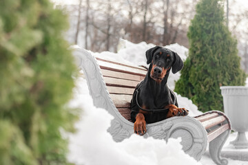 Playful Doberman resting on decorative park bench surrounded by snowdrifts and green bushes. The...