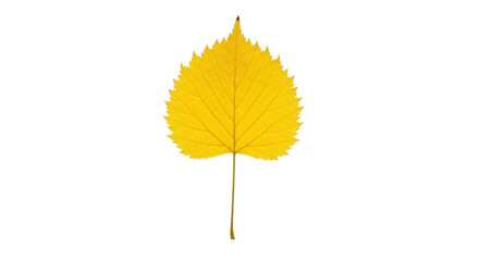 Isolated bright yellow leaf in autumn showing vibrant color on stem no background