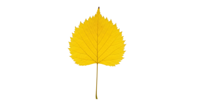 Isolated bright yellow leaf in autumn showing vibrant color on stem no background